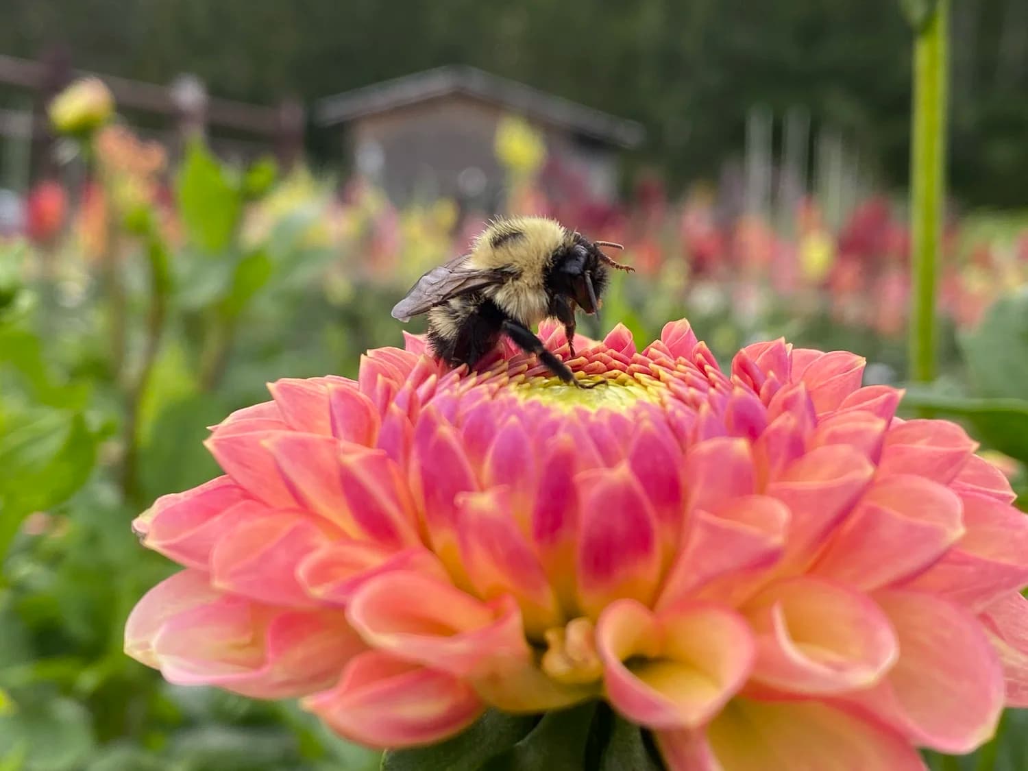 Bloomin' Dingo Farms — photo 1 of 36