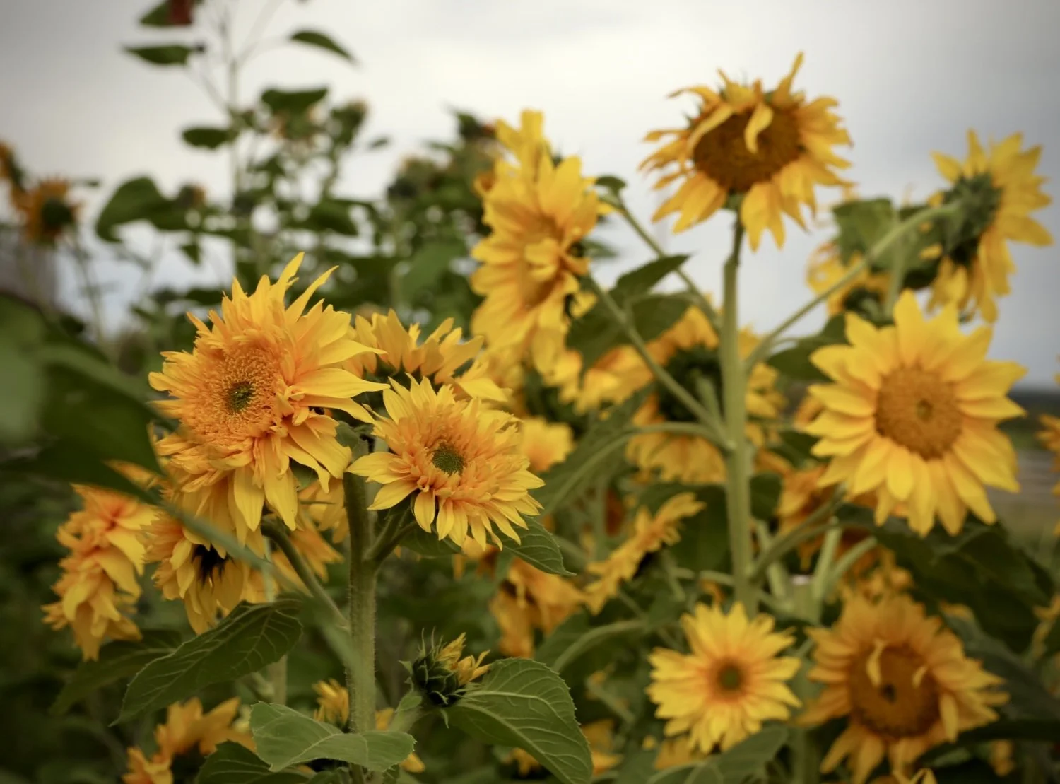 Bloomin' Dingo Farms — photo 2 of 36