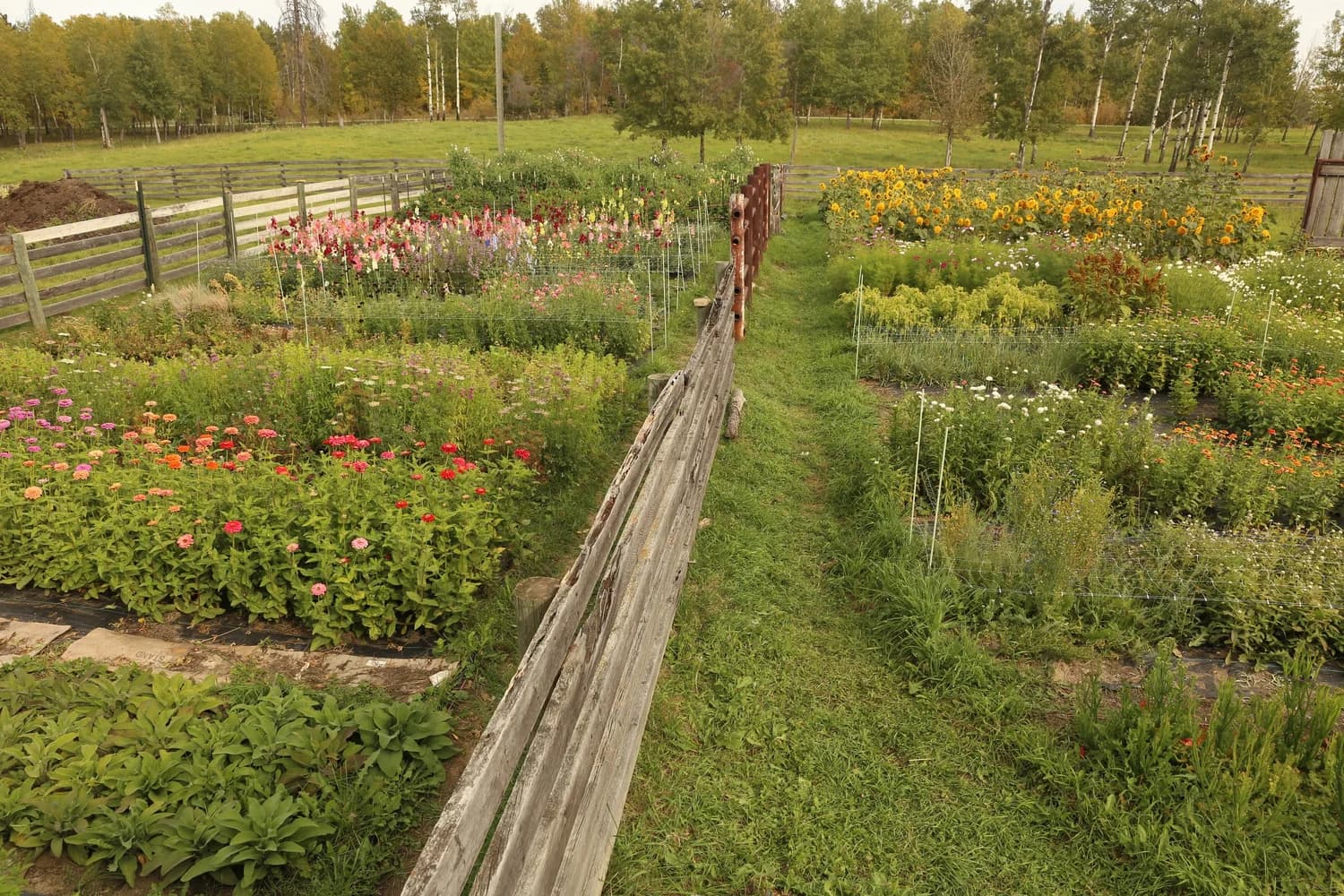 Bloomin' Dingo Farms — photo 4 of 36