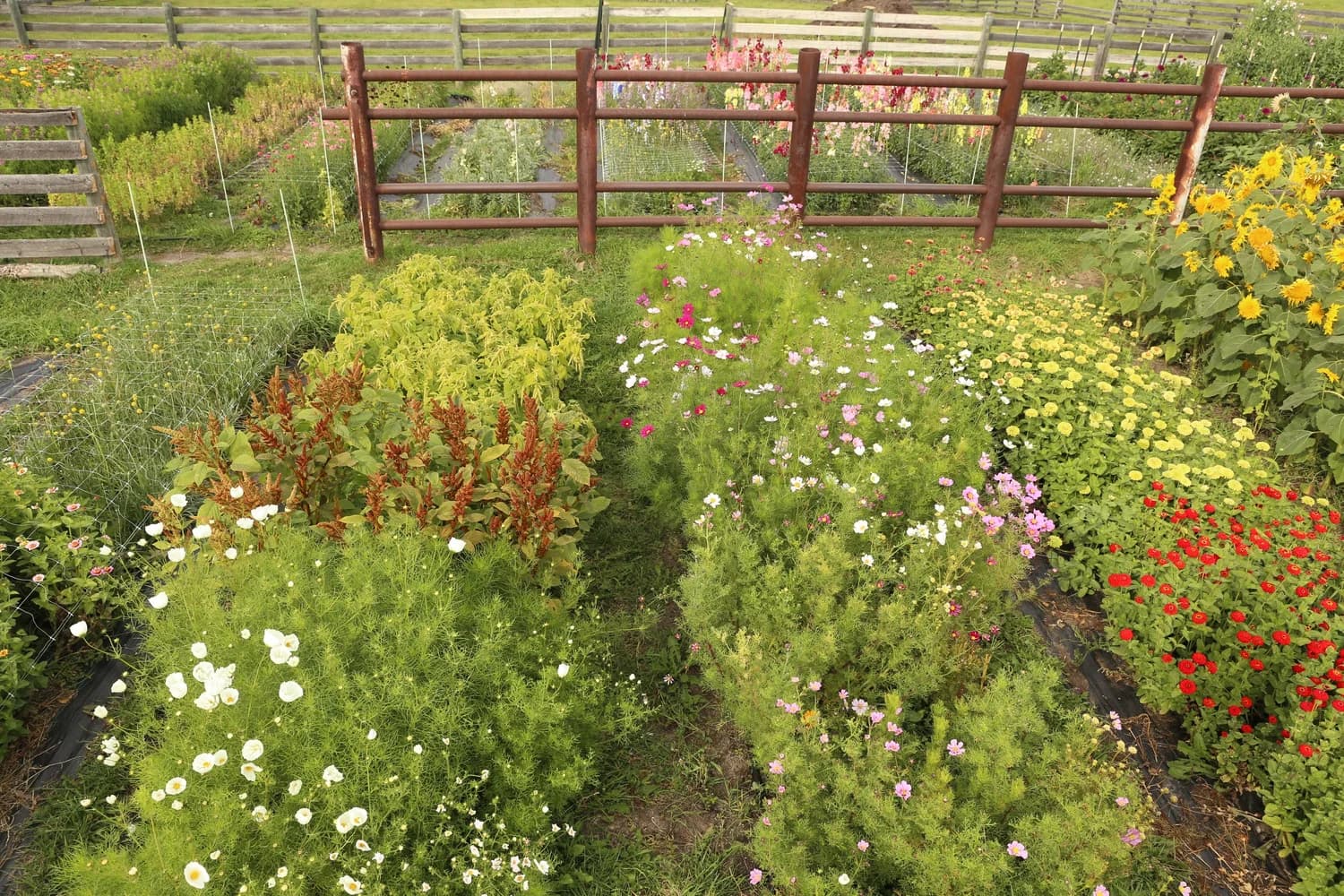 Bloomin' Dingo Farms — photo 5 of 36