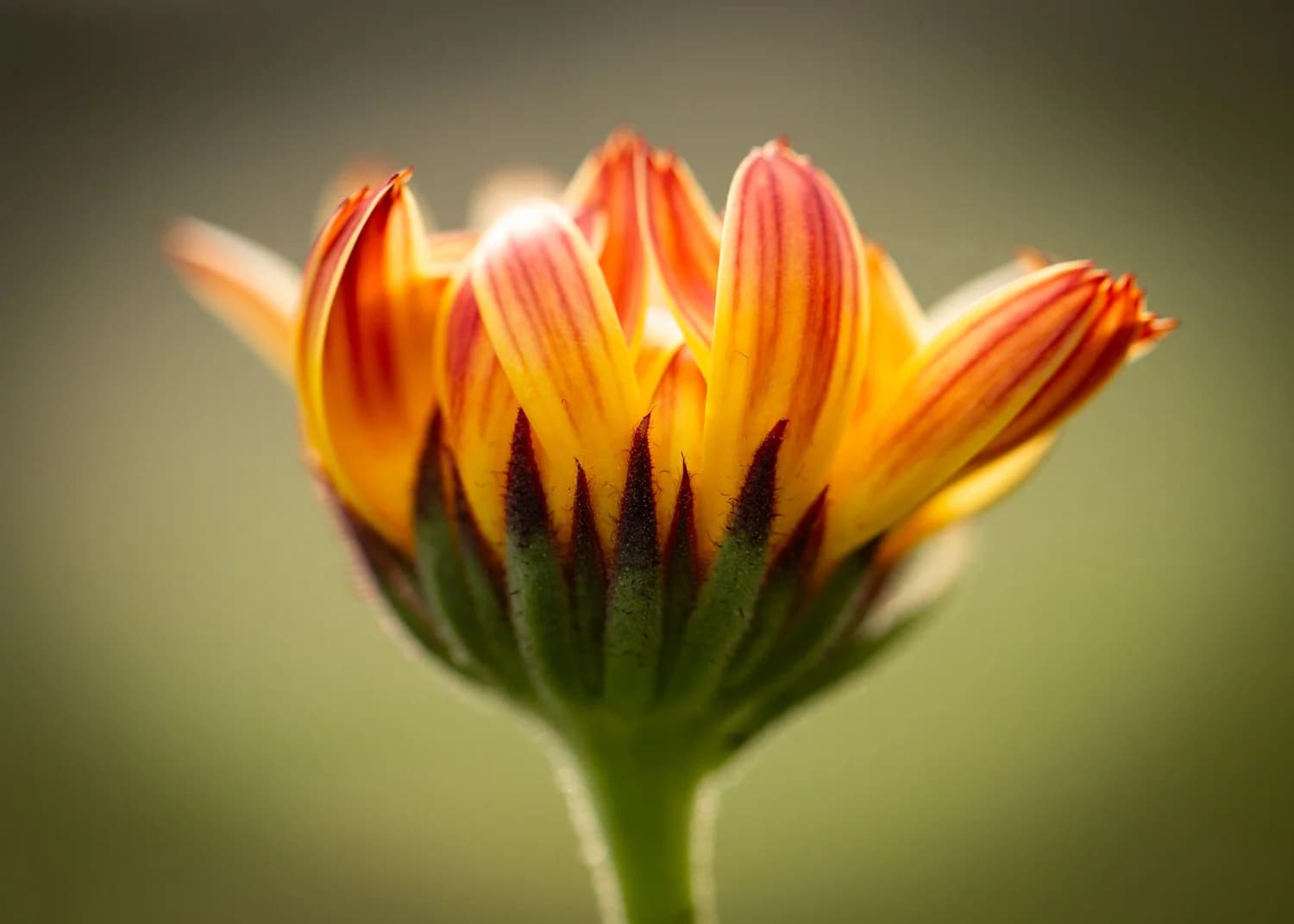 Bloomin' Dingo Farms — photo 8 of 36