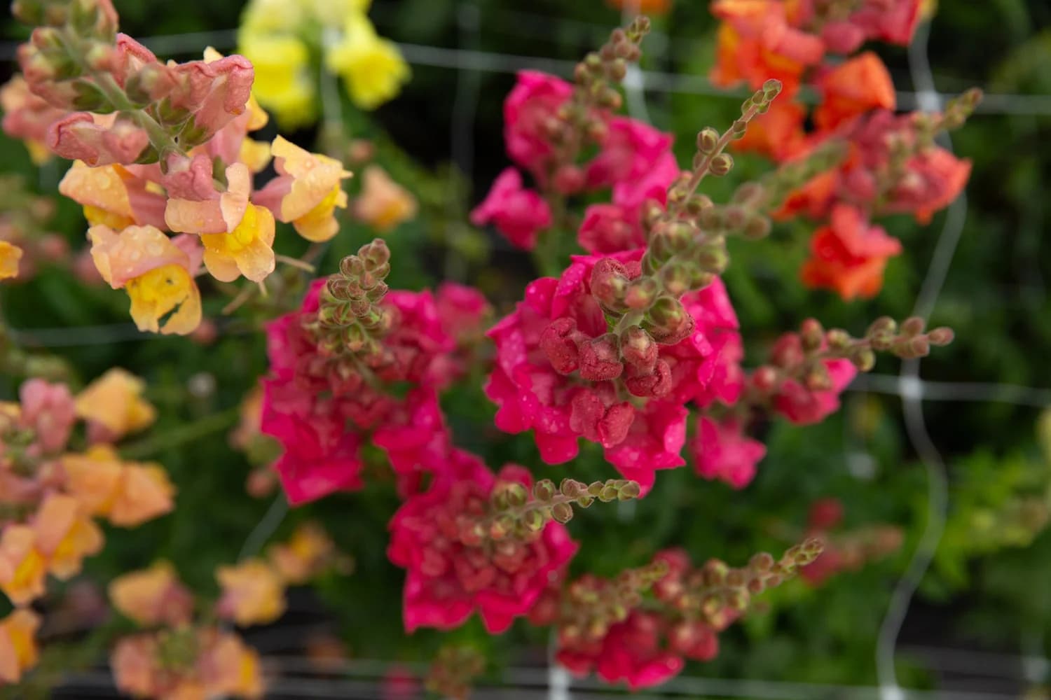 Bloomin' Dingo Farms — photo 16 of 36