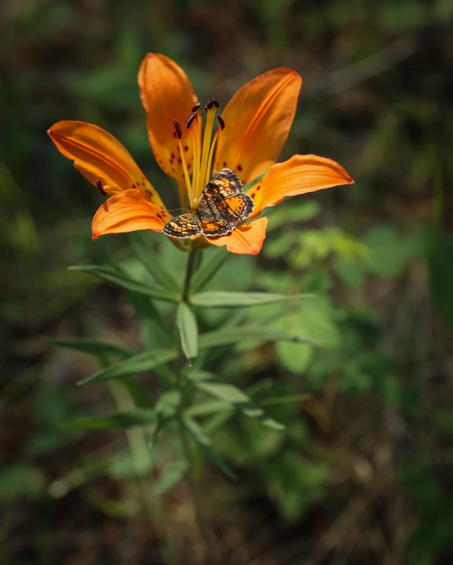 Bloomin' Dingo Farms — photo 19 of 36