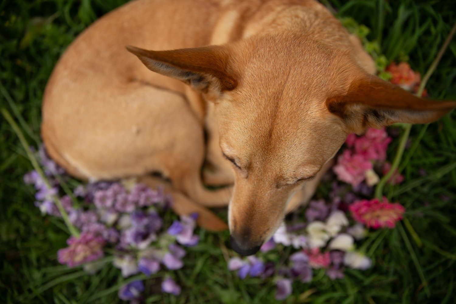 Bloomin' Dingo Farms — photo 21 of 36